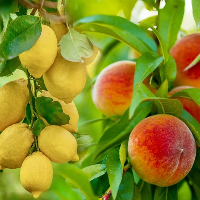 Frutta italiana